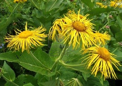 Elecampane seed  Inula helenium